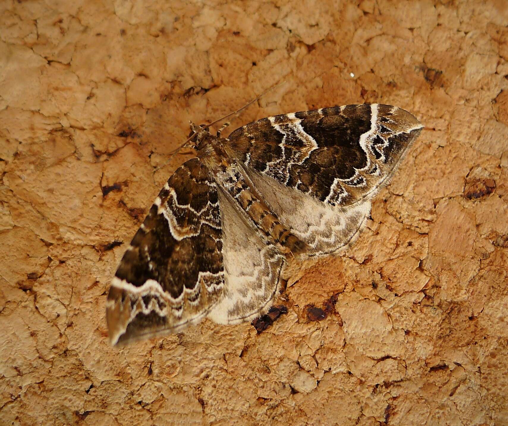 Eulithis prunata Linnaeus 1758 resmi