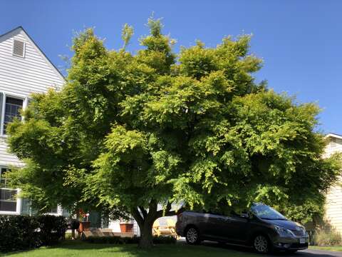 Image of Japanese maple