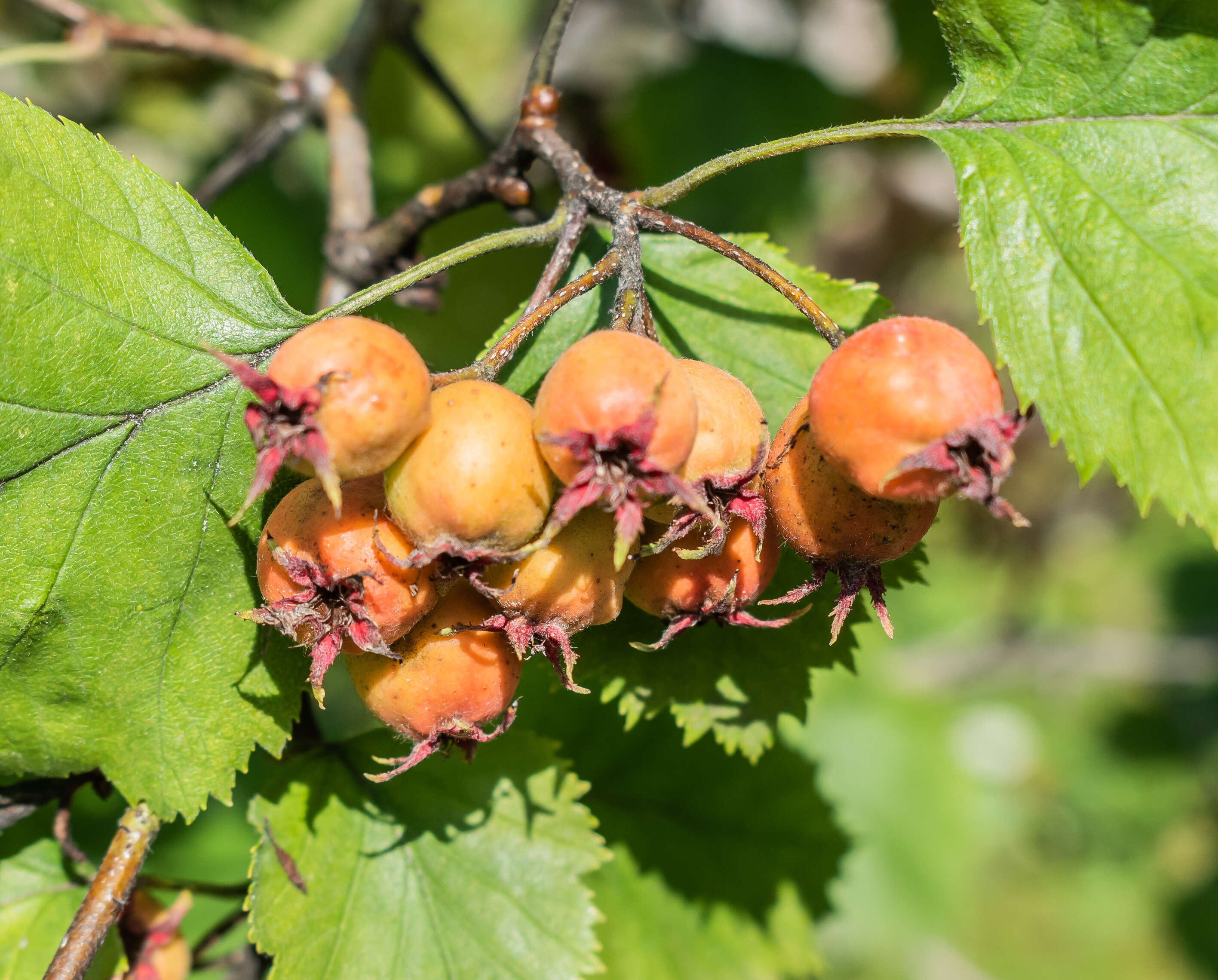 Plancia ëd Crataegus anomala Sarg.