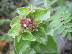 Image of oregano