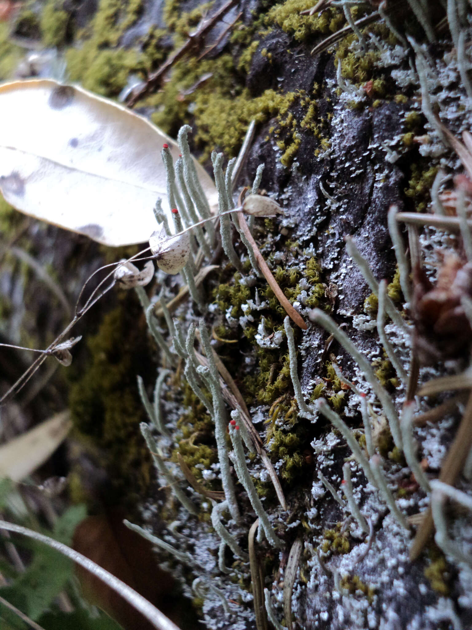 Image of Cladonia macilenta