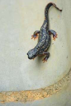 Image of Sword-tailed Newt