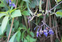 Image of bittersweet, woody nightshade