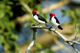 Image of Red-capped Cardinal