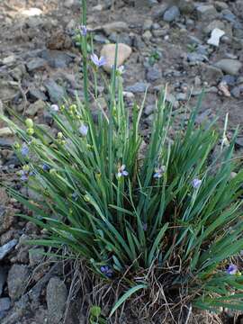 صورة Sisyrinchium septentrionale E. P. Bicknell