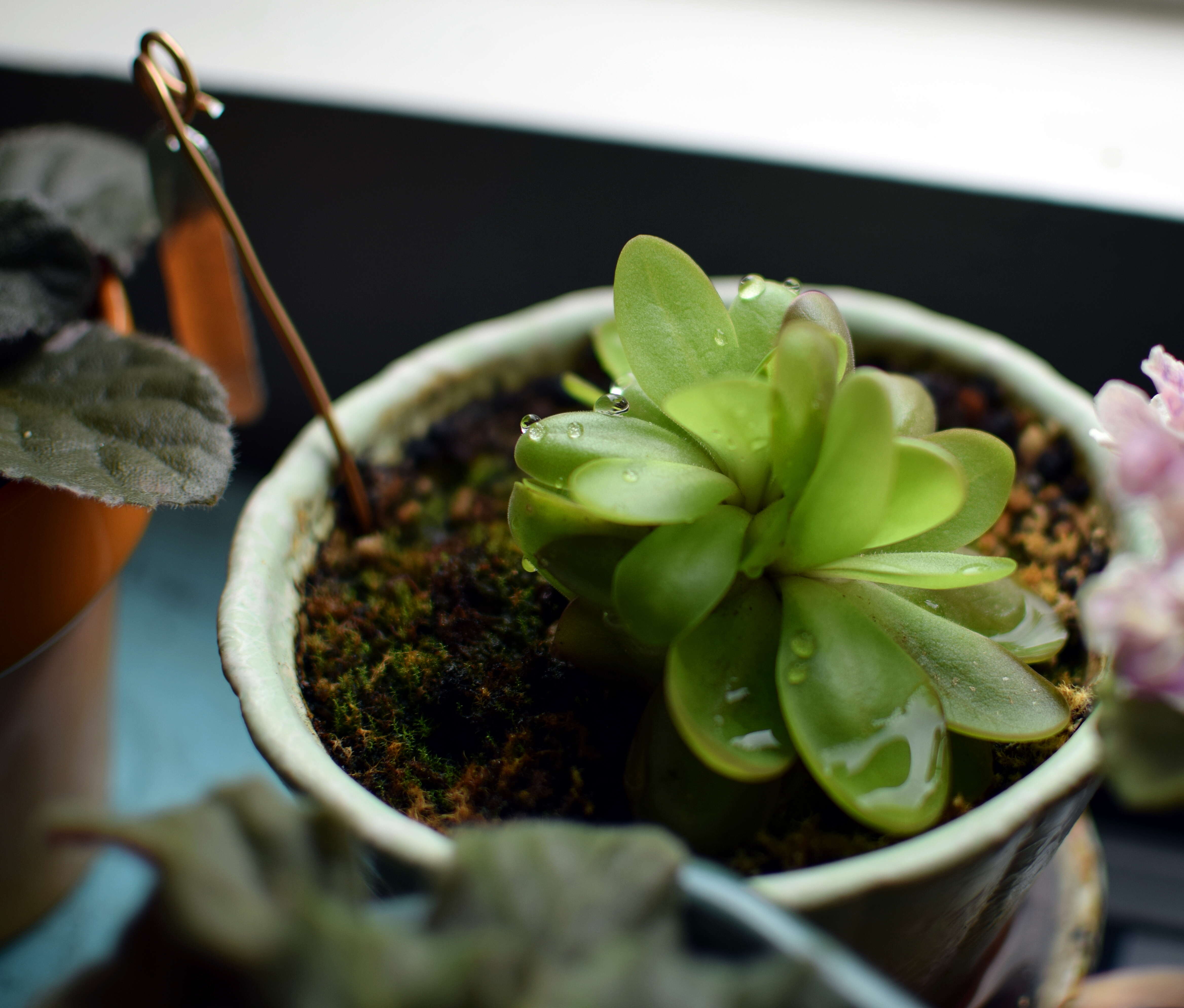 Sivun Pinguicula laueana F. Speta & F. Fuchs kuva