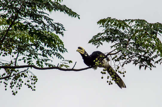 Image of Oriental Pied Hornbill