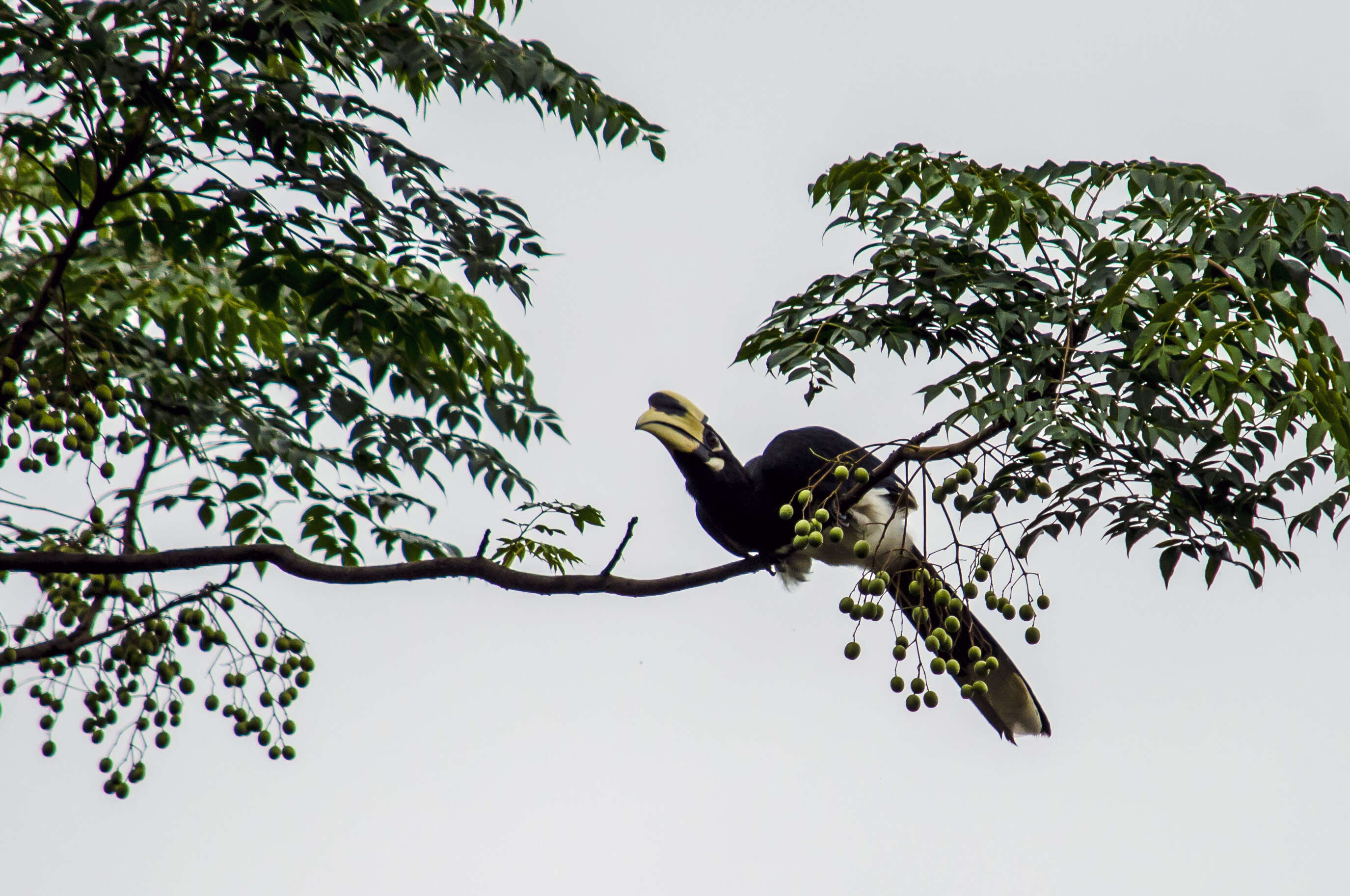 Image of Oriental Pied Hornbill