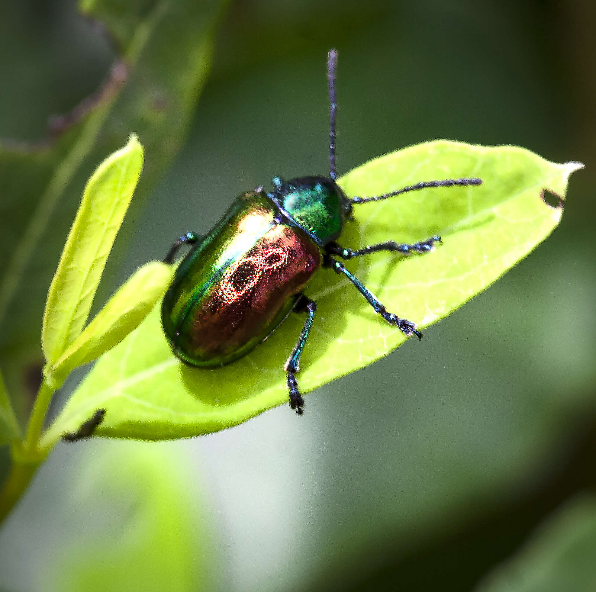 Image of Dogbane Beetle