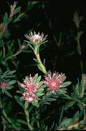 Imagem de Isopogon buxifolius R. Br.