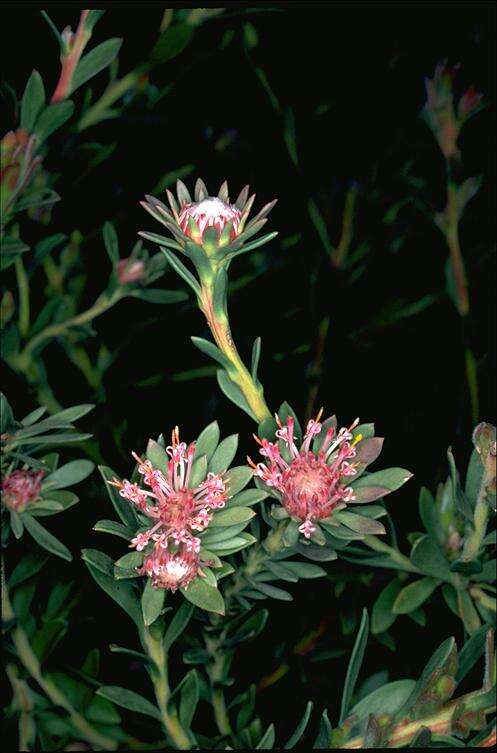 Image of Isopogon buxifolius R. Br.