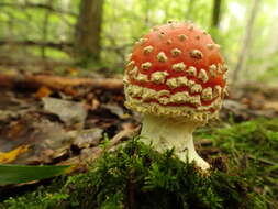 Image of Fly agaric