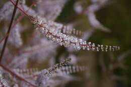 Слика од Tetradenia riparia (Hochst.) Codd