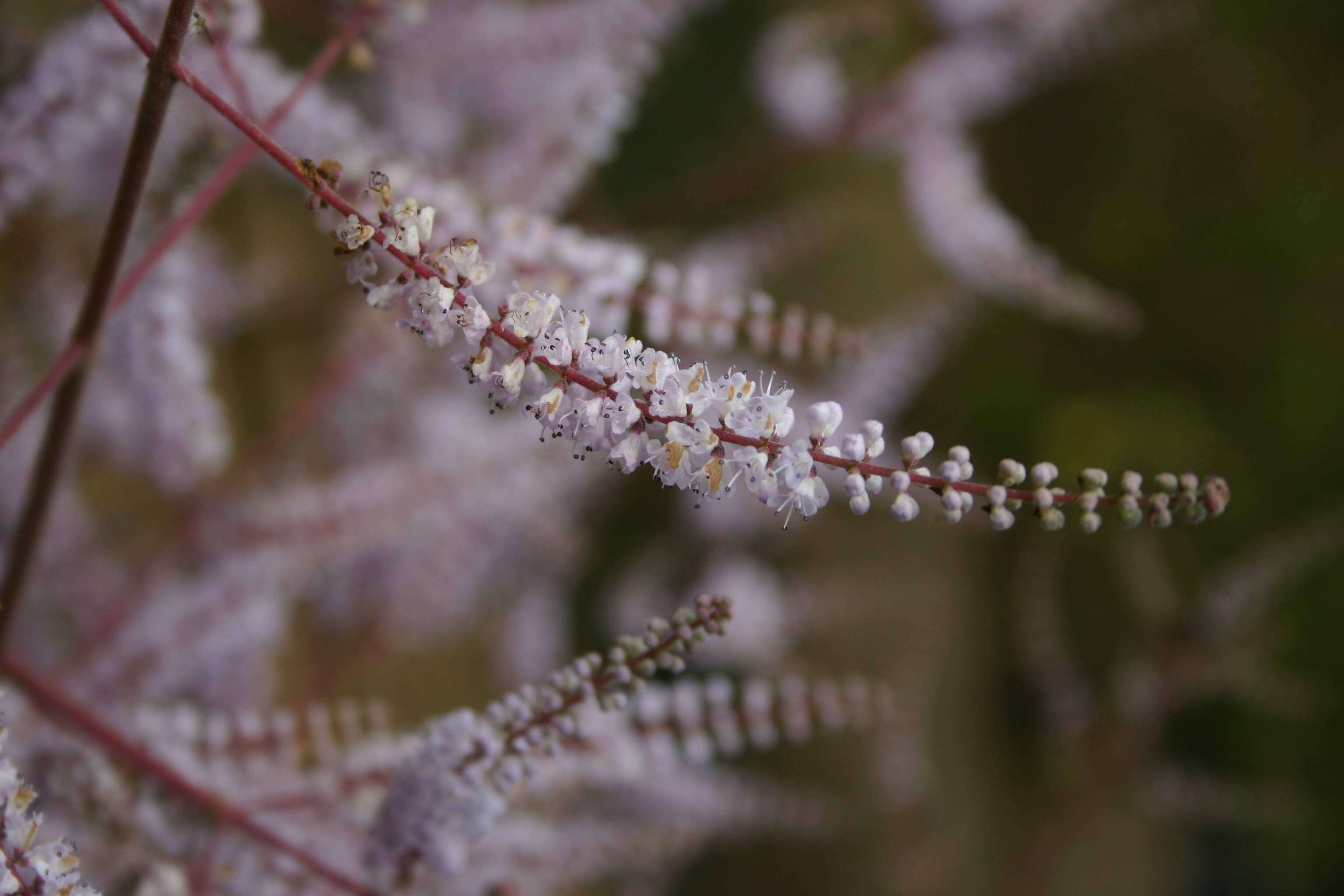 Image of Ginger Bush