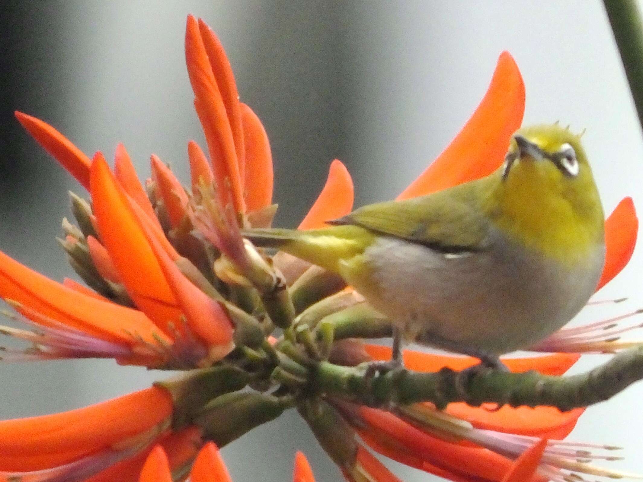 Image of Swinhoe's White-eye