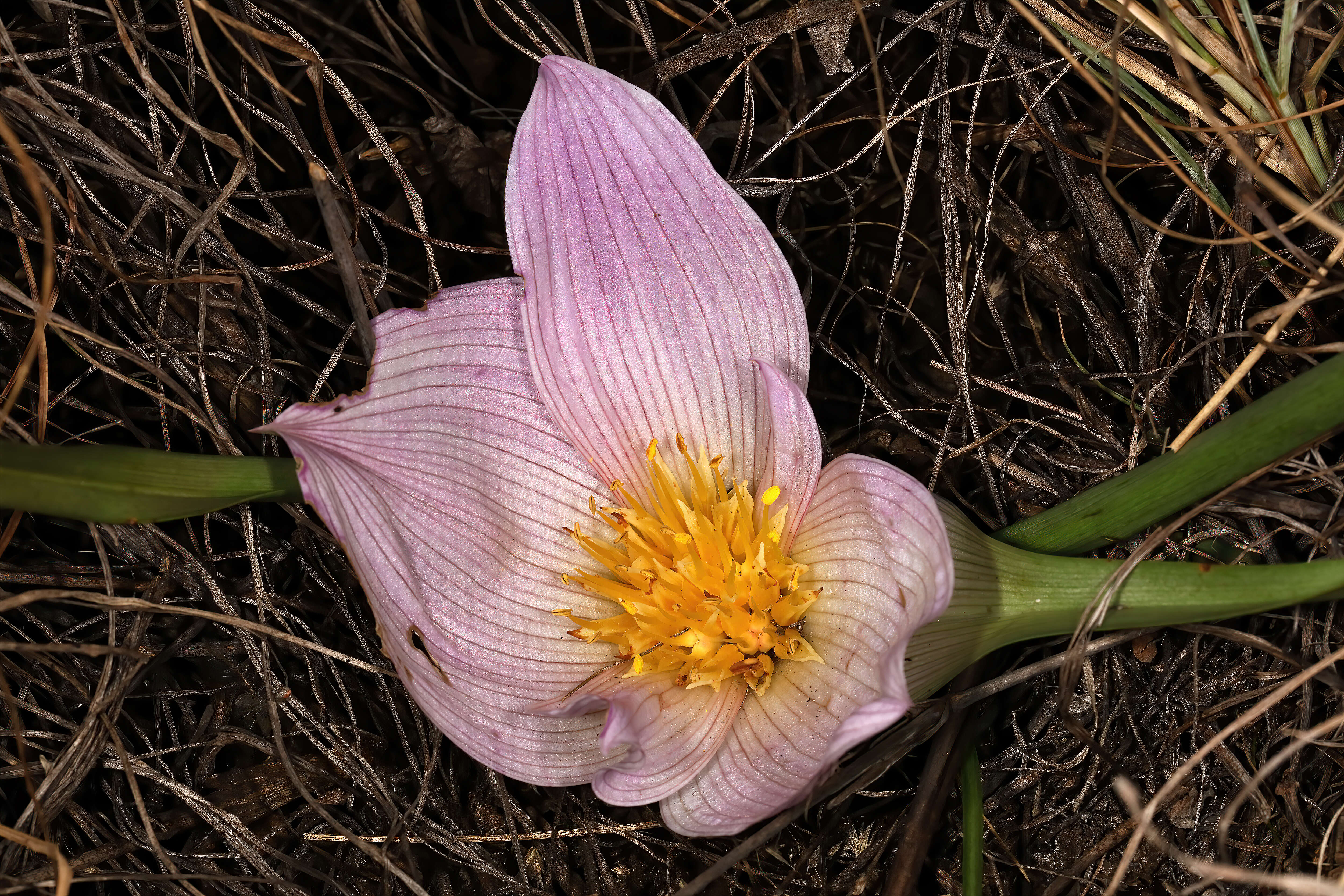 Image of Androcymbium melanthioides Willd.