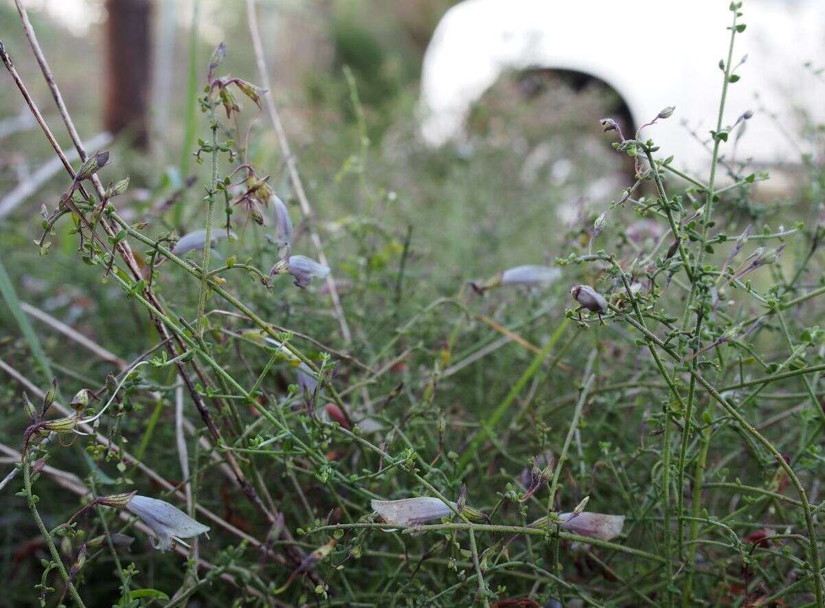 Image of Prostanthera chlorantha (F. Muell.) Benth.