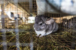 Image of chinchilla