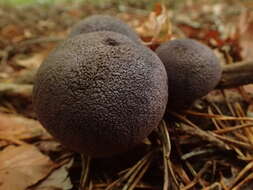 Image of Cortinarius violaceus (L.) Gray 1821