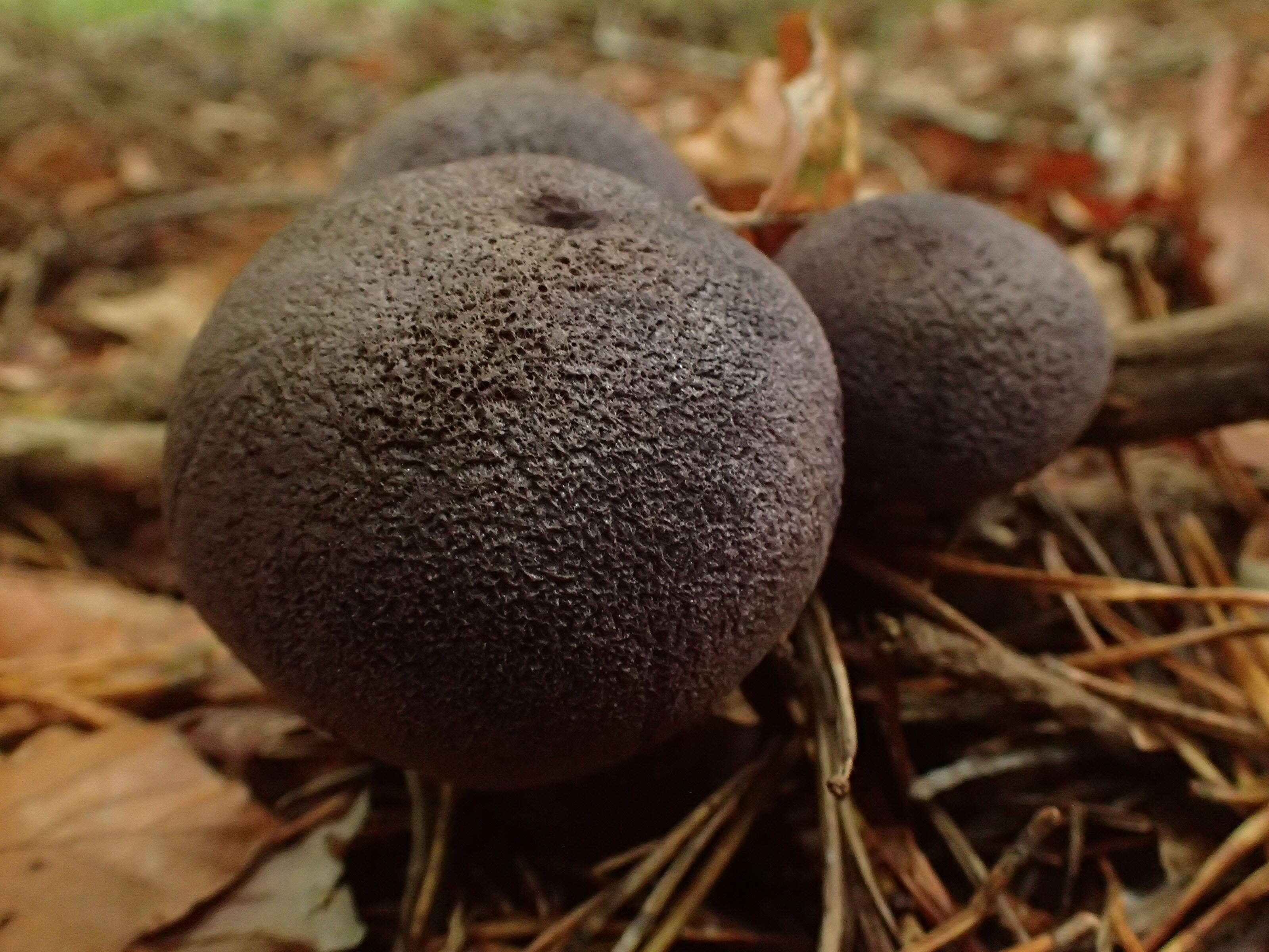 Image of Cortinarius violaceus (L.) Gray 1821