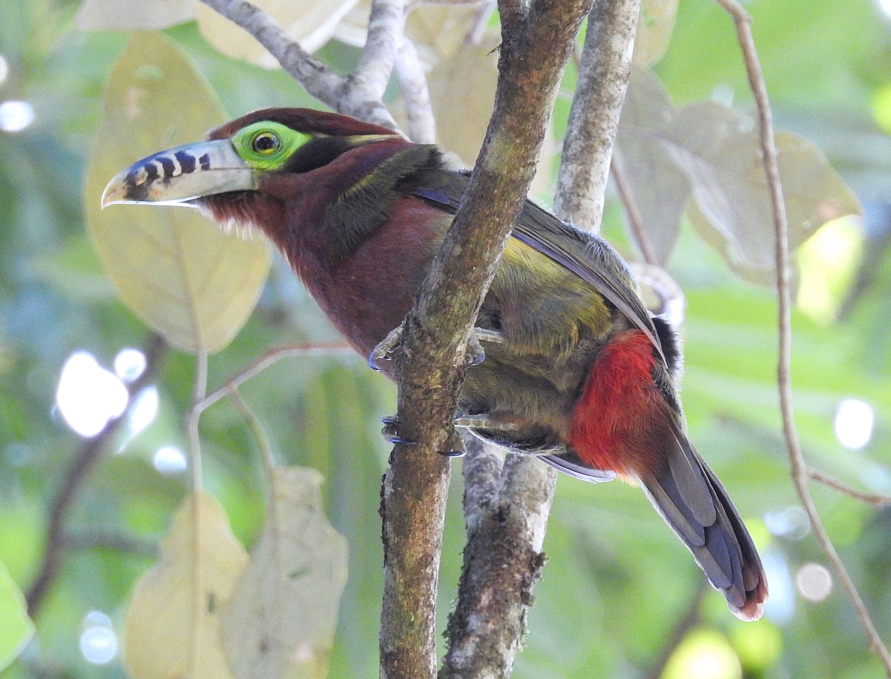 Image of Spot-billed Toucanet