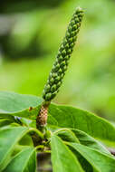 Слика од Magnolia biondii Pamp.