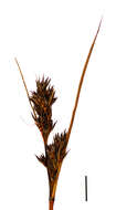 Image of bog-rush