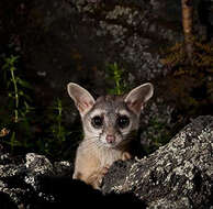 Image of Ringtail