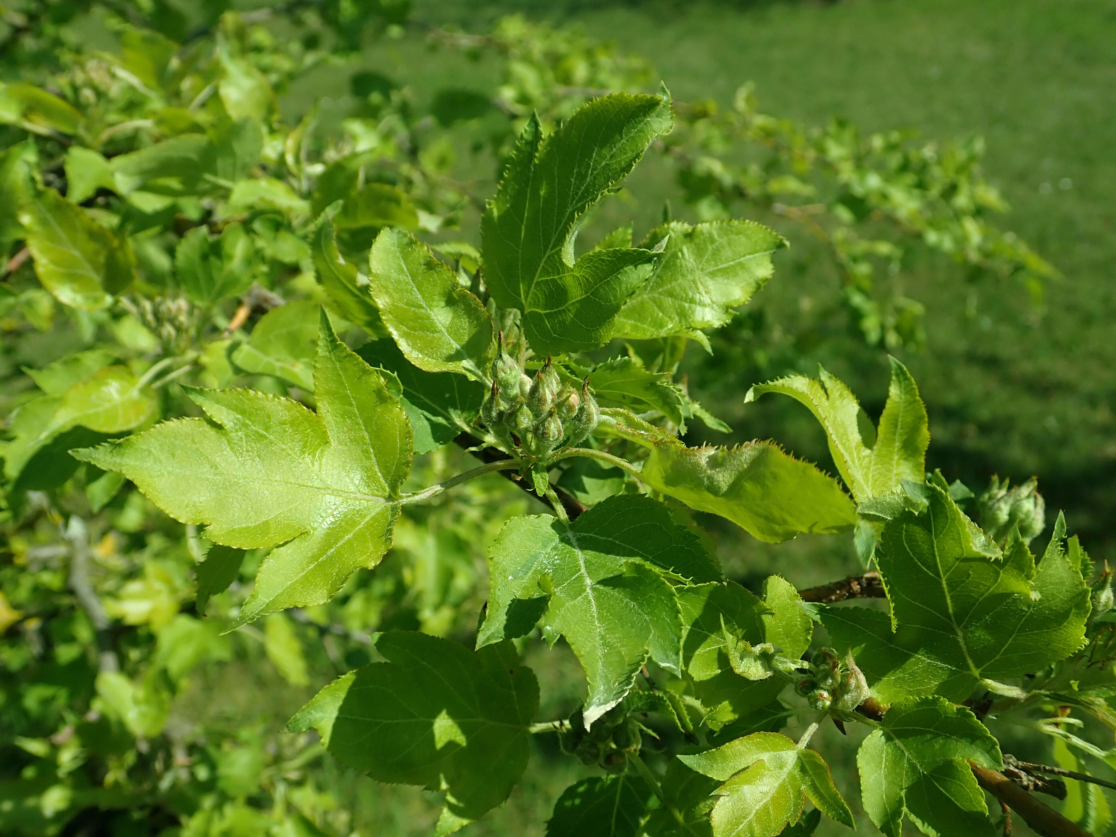 Plancia ëd Malus toringoides (Rehd.) Hughes