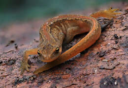 Image of Palmate newt