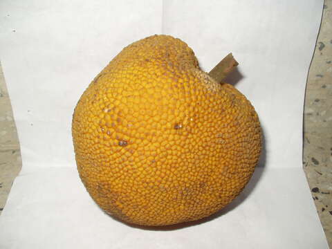 Image de Artocarpus lacucha