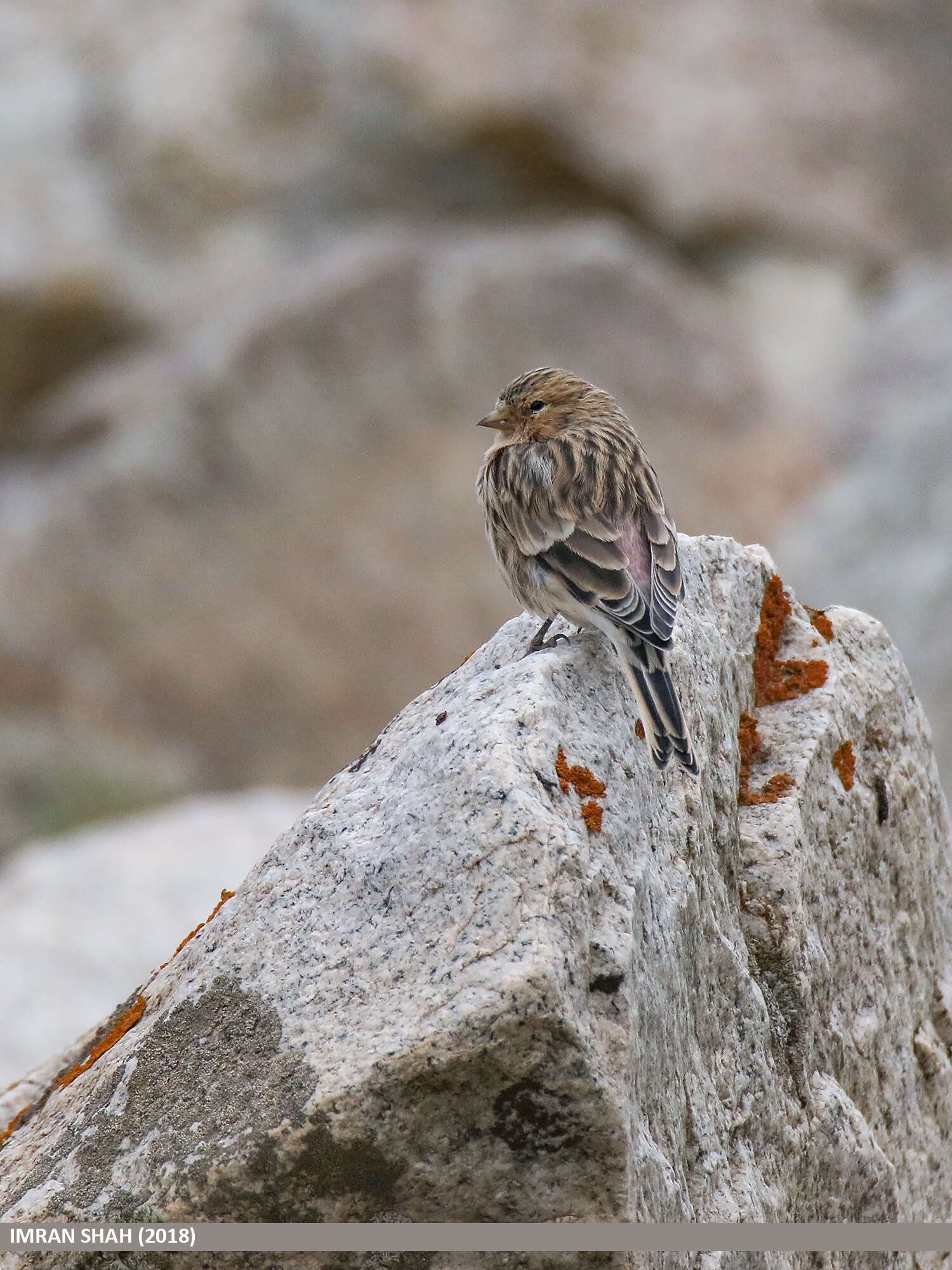 Image of Twite