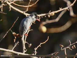 Image de Bulbul noir