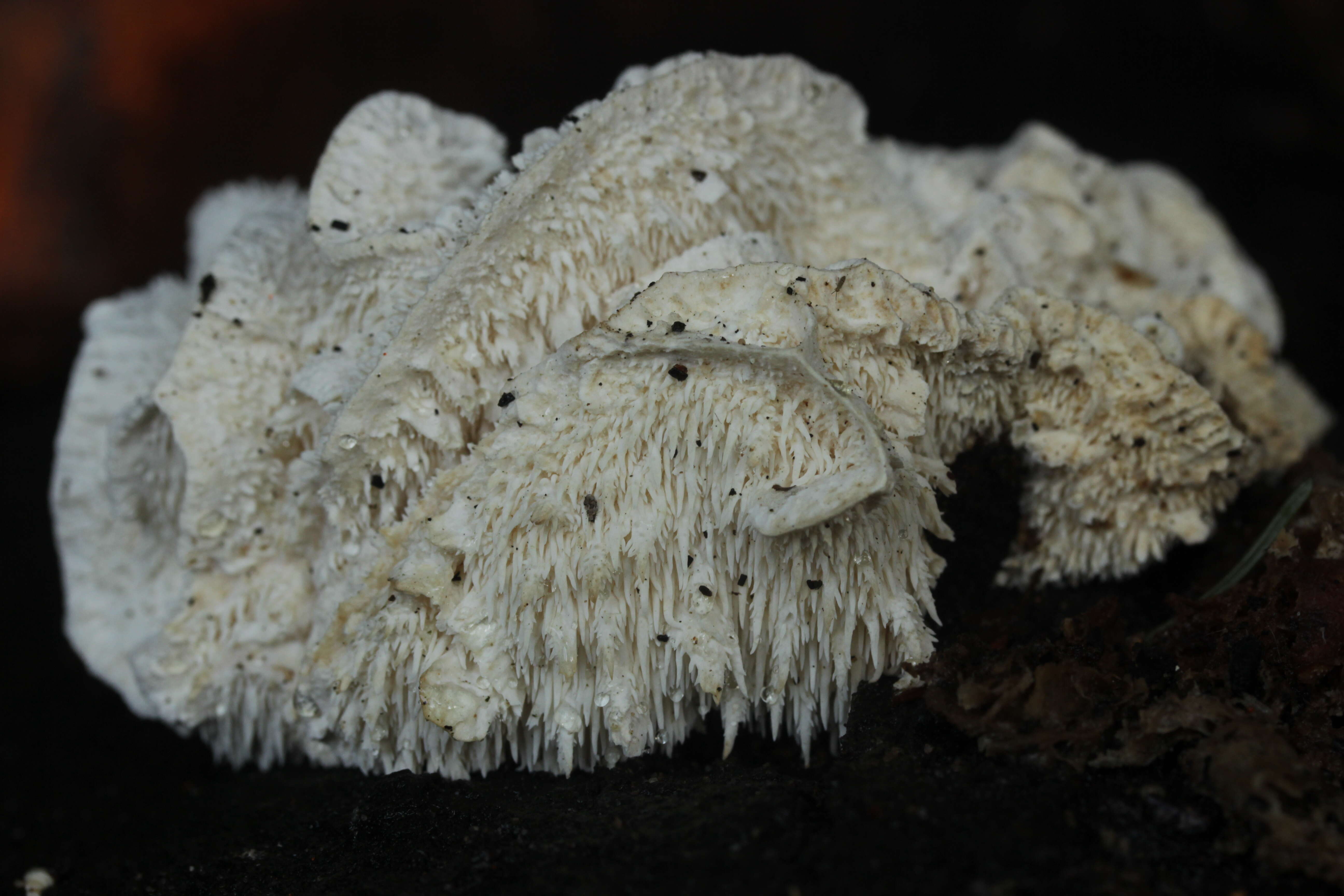 Image of Hericium cirrhatum (Pers.) Nikol. 1950