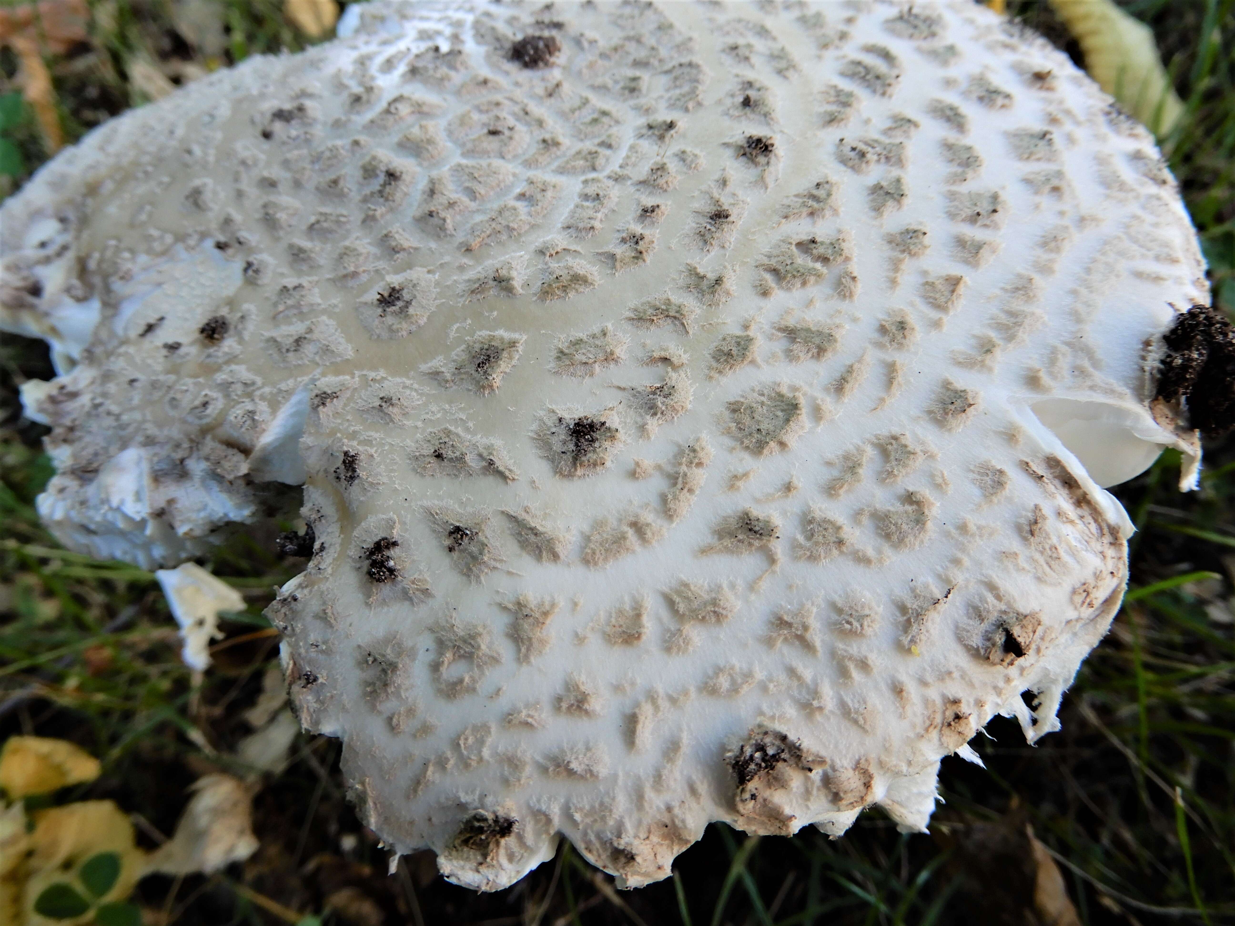 Image of Amanita strobiliformis (Paulet ex Vittad.) Bertill. 1866