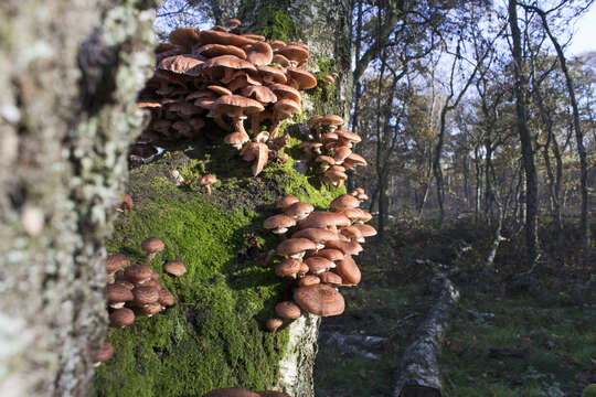 Image of Armillaria ostoyae (Romagn.) Herink 1973