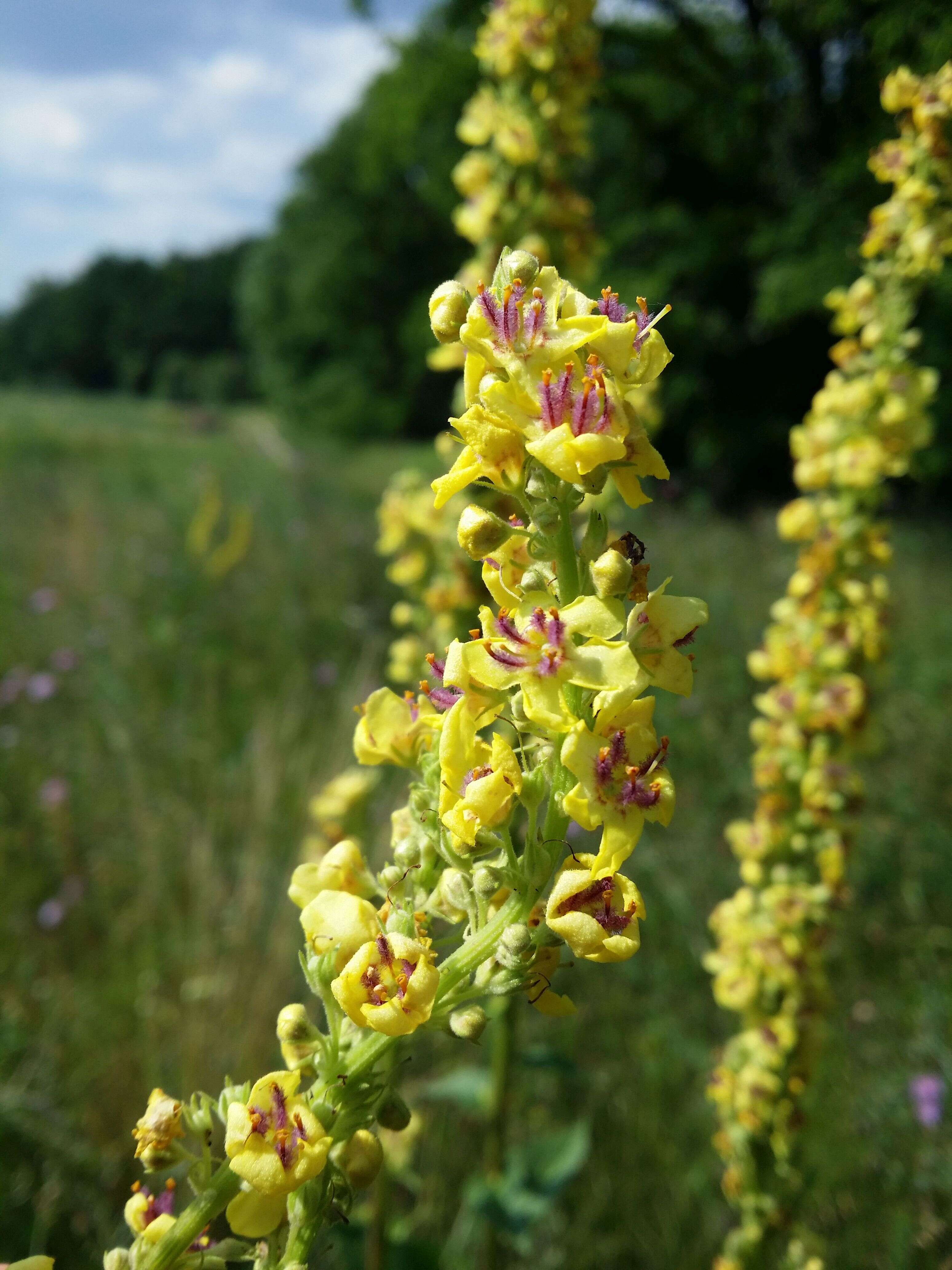 Verbascum nigrum L. resmi