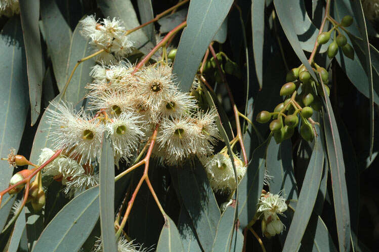 Eucalyptus sideroxylon A. Cunn. ex Woolls resmi