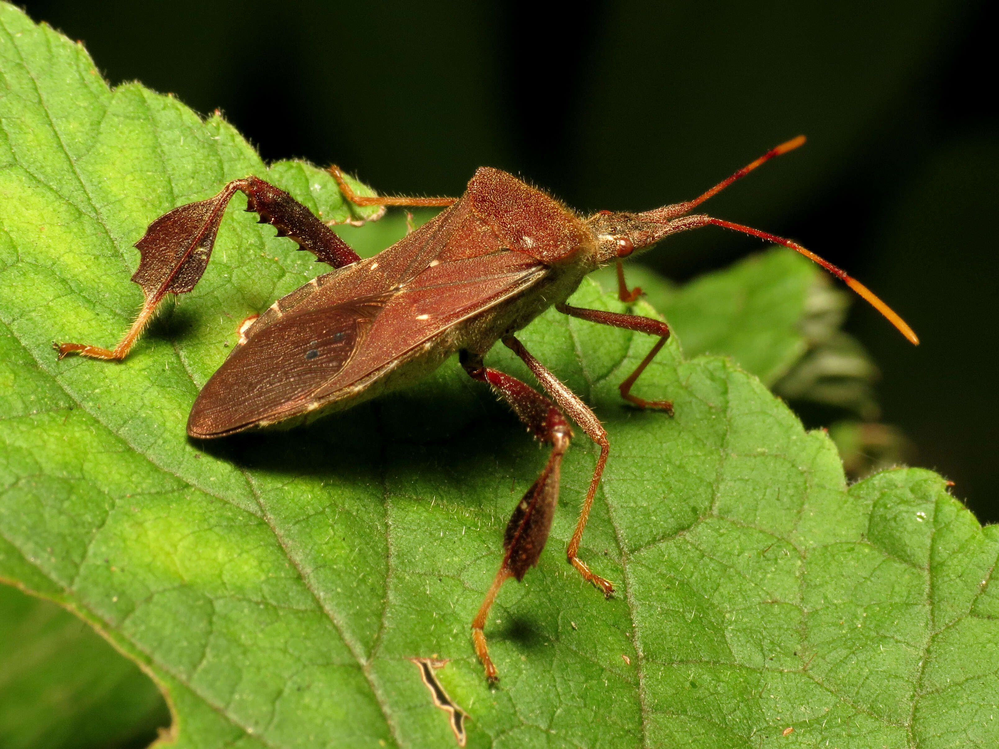 Image of Leptoglossus oppositus (Say 1832)