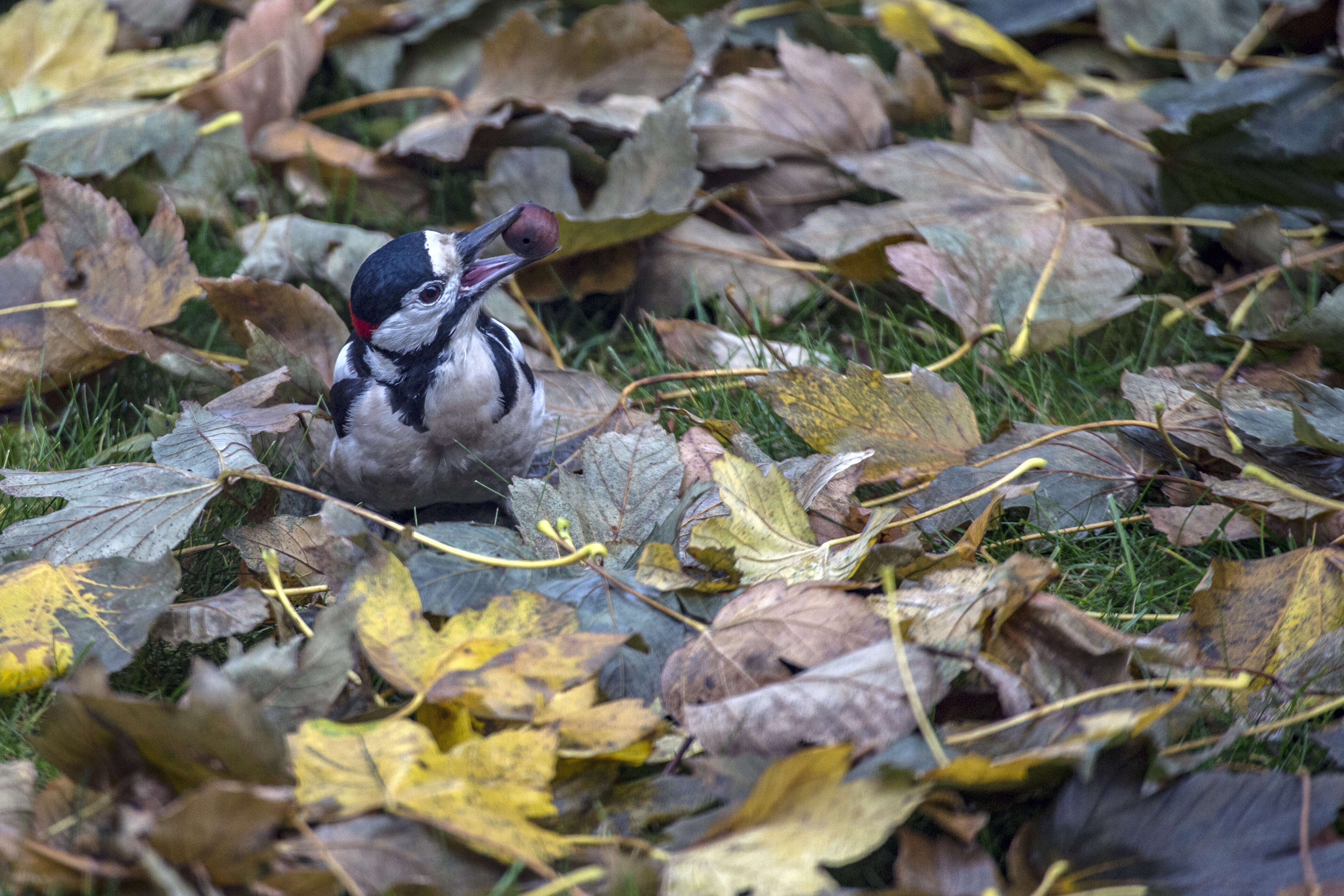 Image of Great Spotted Woodpecker