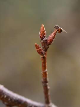 Image of Trichagalma formosana