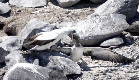 Image of Nazca Booby