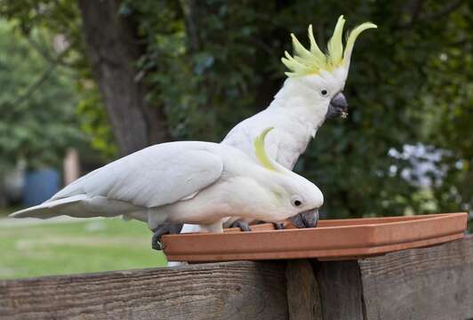 Image of Sulphur-crested Cockatoo