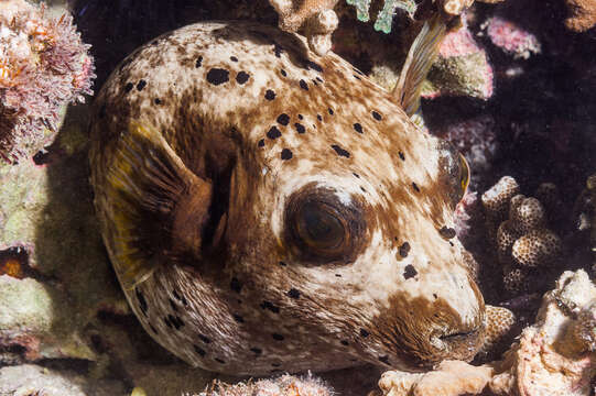 Image of Black Spotted Blow Fish