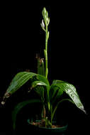 Image of Swamp orchid