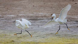 Image de Aigrette neigeuse