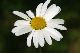 صورة Leucanthemum ircutianum (Turcz.) DC.