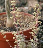 Image of Concertina plant