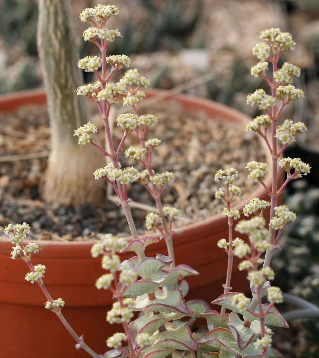 Image of Concertina plant