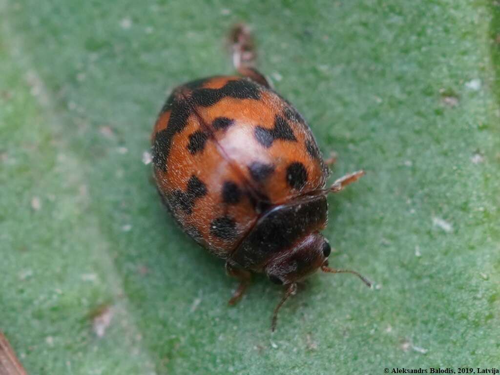 Subcoccinella的圖片